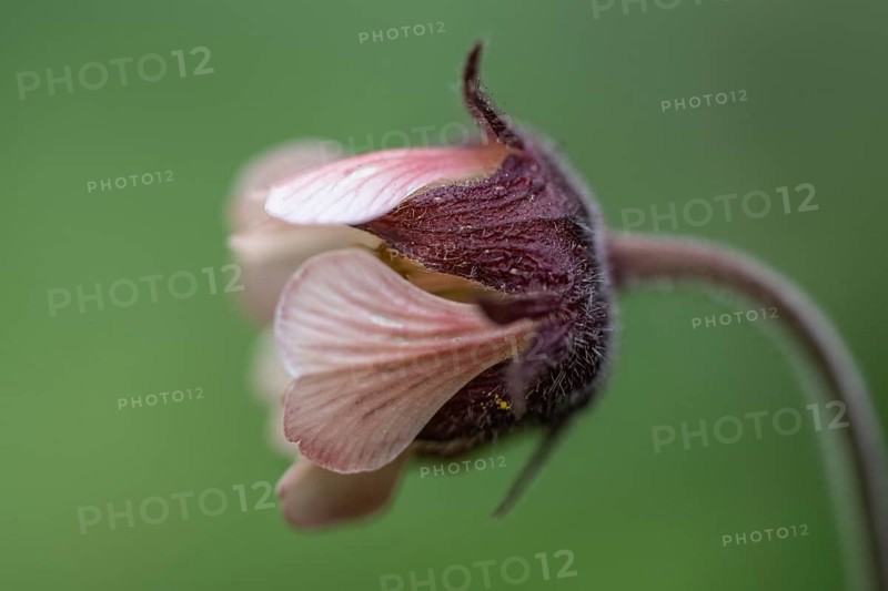 Brooklime (Geum rivale), Emsland, Lower Saxony, Germany