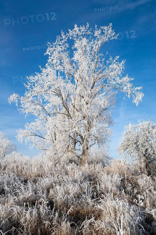 Poplars (Populus) and grass with hoarfrost, blue sky, Thuringia, Germany