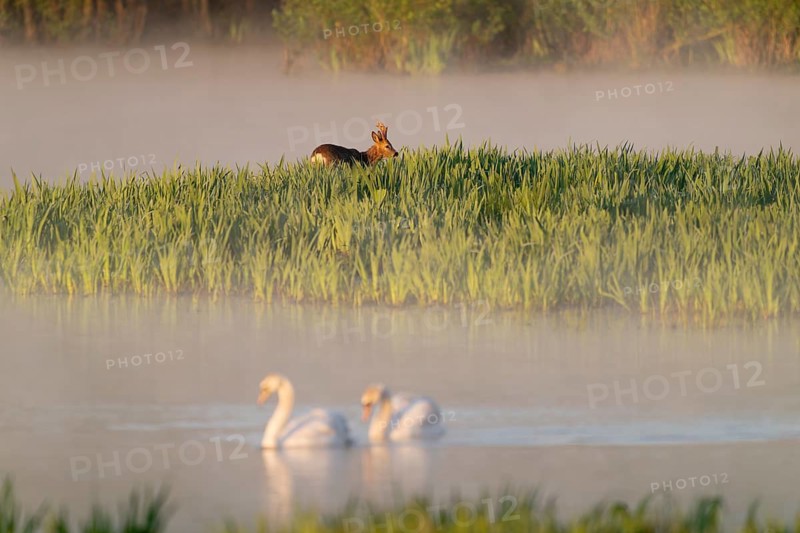 Roe deer (Capreolus capreolus), roebuck standing in a wet meadow, in a wetland biotope at a lake, morning mist, warm morning light, mute swans (Cygnus olor) on the water, Lower Saxony, Germany