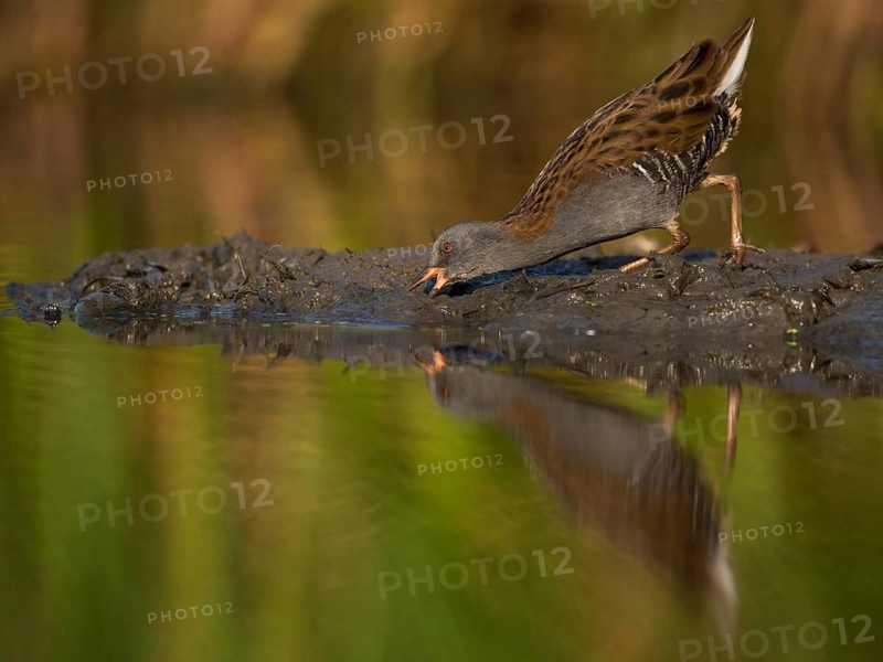 Water Rail (Rallus aquaticus) foraging, Saxony, Germany