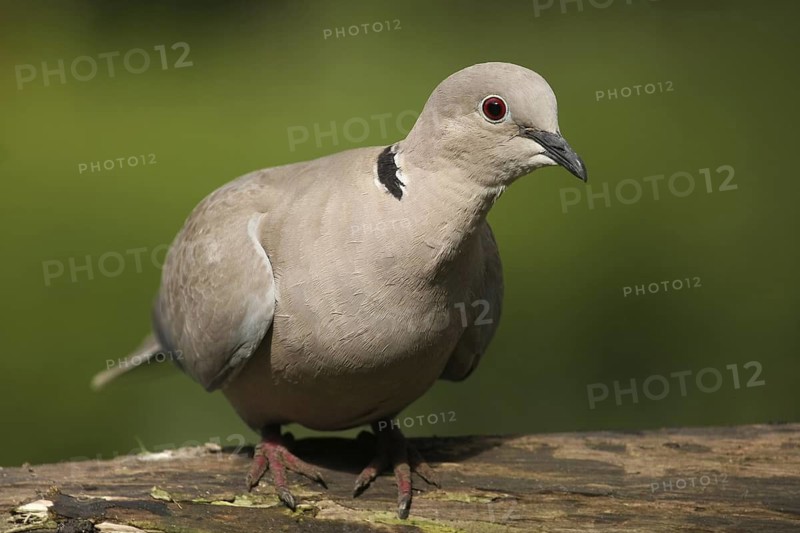 Eurasian Collared Dove (Streptopelia decaocto), Lower Saxony, Germany