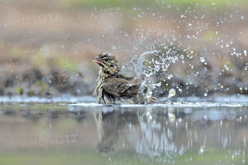 Song Thrush (Turdus philomelos) bathing, Netherlands