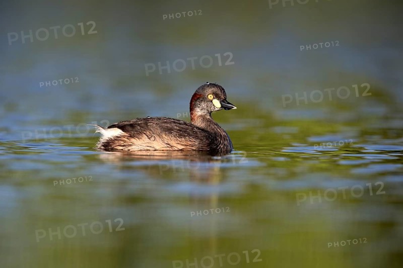 Australasian Grebe (Tachybaptus novaehollandiae), Queensland, Australia