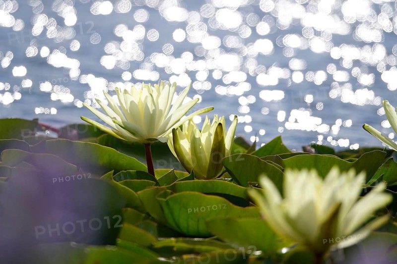 Picturesque water lily pond, June, Germany