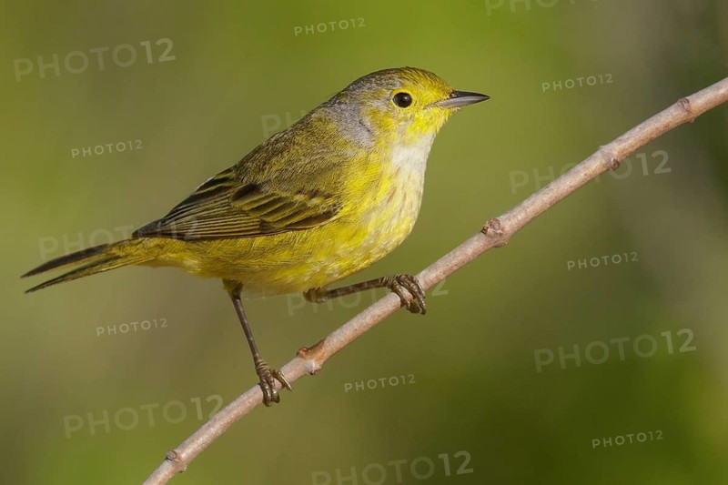 Yellow Warbler (Setophaga petechia) perched on a branch in Cuba