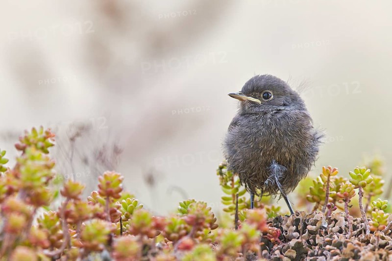 Black Redstart (Phoenicurus ochruros) juvenile, Bavaria, Germany