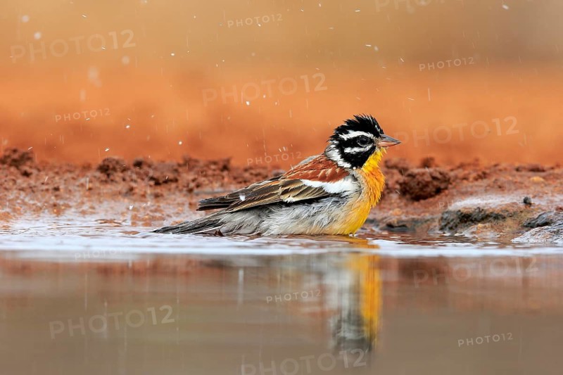 Golden-breasted Bunting (Emberiza flaviventris), adult, at the water, bathing, Kruger National Park, Kruger National Park, Krugerpark, South Africa