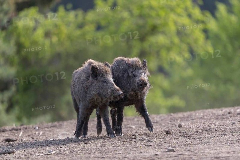 Two young wild boar or wild pig (Sus scrofa), play fighting on an opening, with a green forest in the background