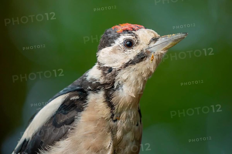 Great Spotted Woodpecker (Dendrocopos major) juvenile, Lower Saxony, Germany