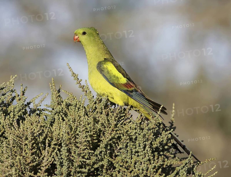 Regent Parrot (Polytelis anthopeplus) female, Victoria, Australia