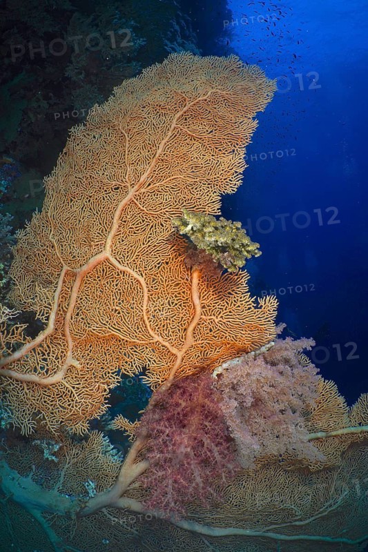 Giant fan coral (Annella mollis)