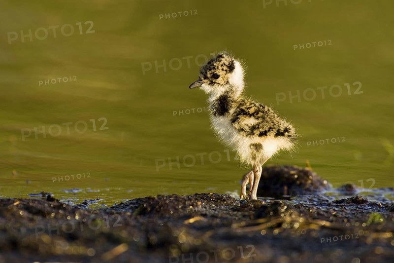 Northern Lapwing (Vanellus vanellus) juvenile, Lower Saxony, Germany