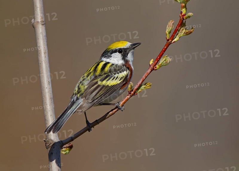 Chestnut-sided Warbler (Setophaga pensylvanica) male, Michigan, USA