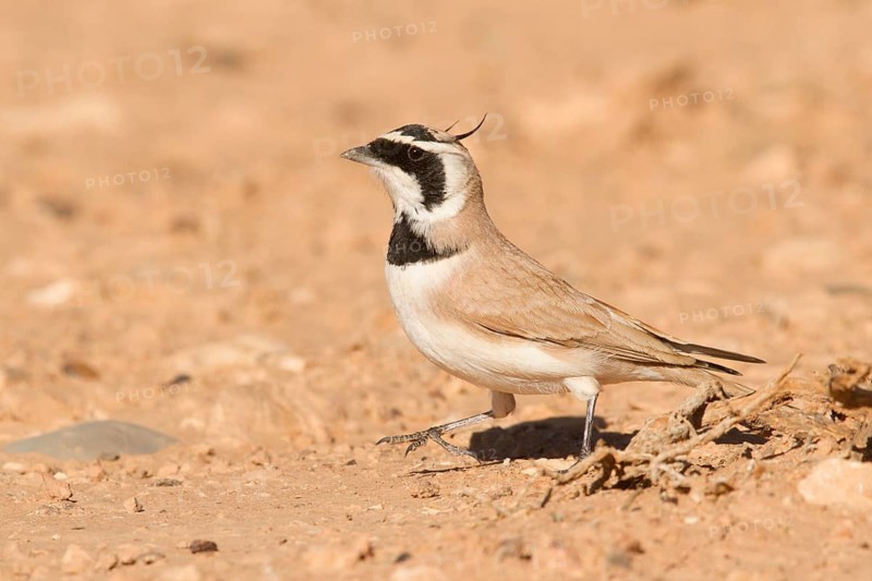 Temminck's Lark (Eremophila bilopha) male, Morocco