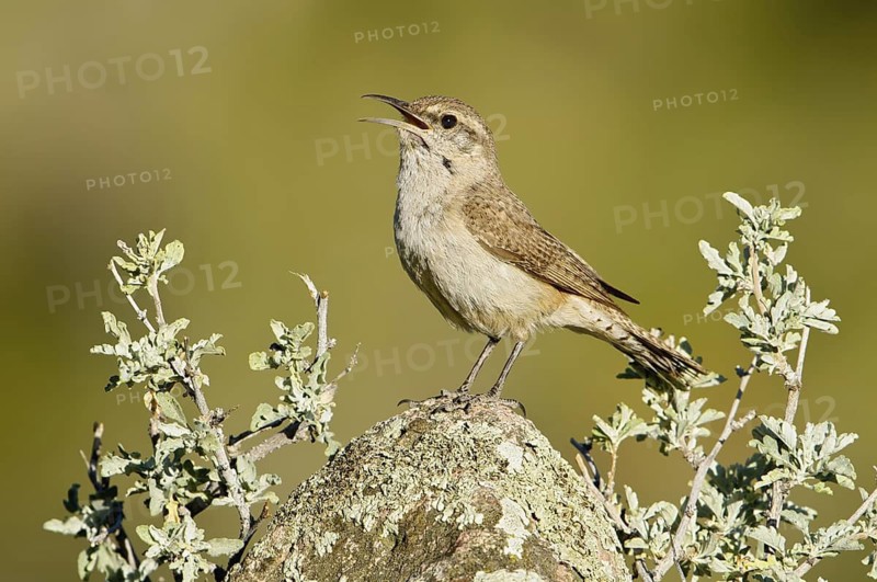 Rock Wren (Salpinctes obsoletus) singing, California, USA
