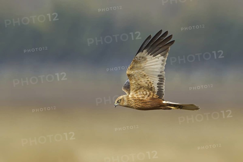 Western Marsh Harrier (Circus aeruginosus) flying, Rhineland-Palatinate, Germany