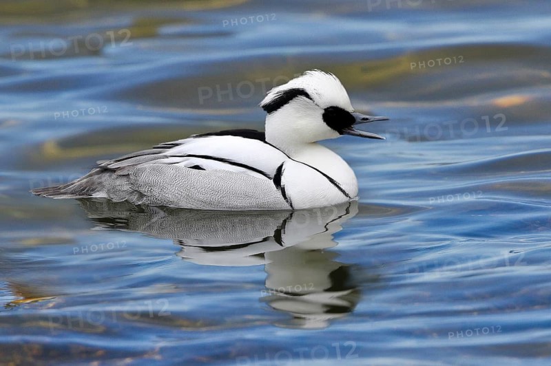 Smew (Mergellus albellus) male, Mecklenburg-Western Pomerania, Germany