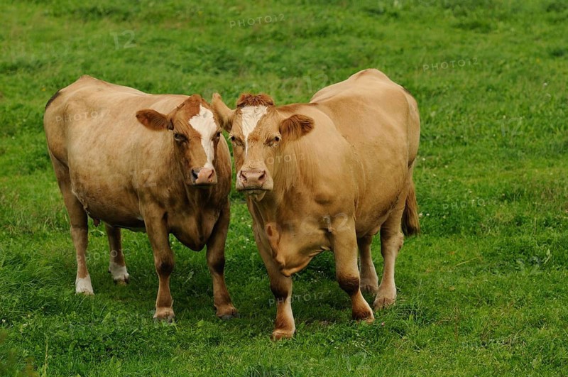 Two brown cattle on a green pasture, cattle (Bos primigenius taurus), Bavaria