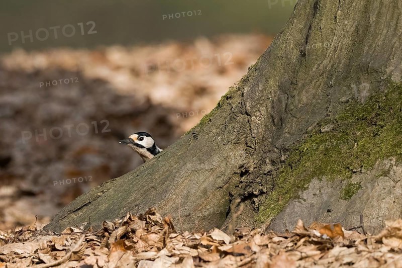 A great spotted woodpecker (Dendrocopos major) looks out from behind a tree, surrounded by autumn leaves, Hesse, Germany