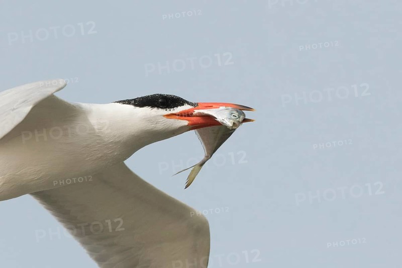 Caspian Tern (Hydroprogne caspia) flying with fish in beak, Gambia