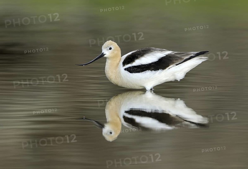 American Avocet (Recurvirostra americana), Alberta, Canada