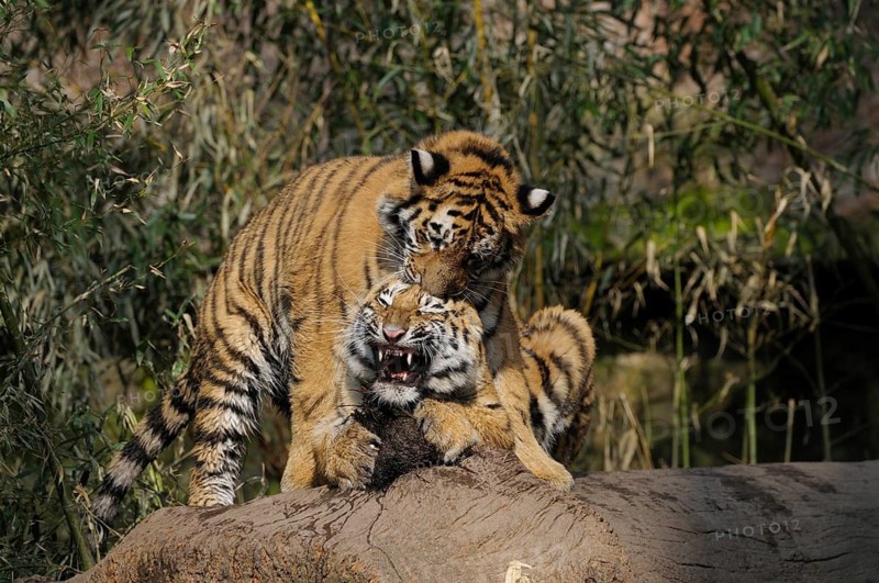 Two small tigers wrestle with each other, showing their wild nature, Siberian tiger (Panthera tigris altaica), captive, occurring in Russia, North Korea and China