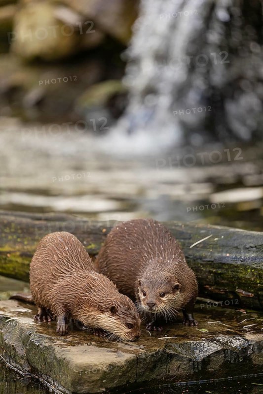 Two oriental small-clawed otter or Asian small-clawed otter (Aonyx cinerea), standing on a rock surrounded by water and a little cascade in the background