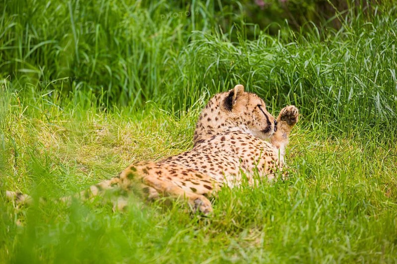 A cheetah (Acinonyx jubatus) lies in the high green grass and cleans its fur