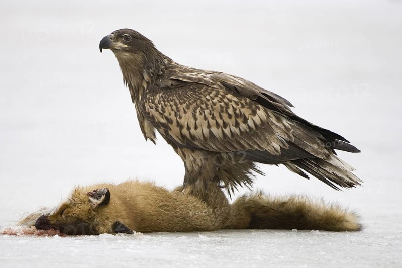 White-tailed Eagle (Haliaeetus albicilla) juvenile, Mecklenburg-Western Pomerania, Germany