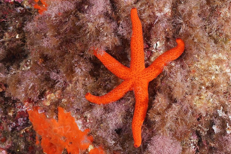 A red starfish (Echinaster sepositus) lying on seaweed in the sea, dive site Sec de la Jeaune Garde, Giens peninsula, Provence Alpes Côte d'Azur, France