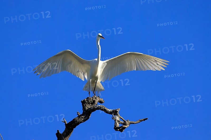 Great Egret (Ardea alba), adult, perch, wings spread, St. Augustine, Florida, USA, North America