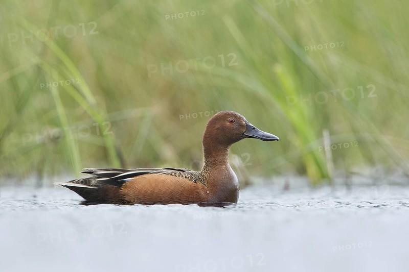 Cinnamon Teal (Spatula cyanoptera) male, British Columbia, Canada