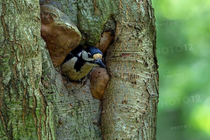 Great spotted woodpecker (Dendrocopos major) adult male leaving nest in tree trunk after feeding chicks in forest in spring