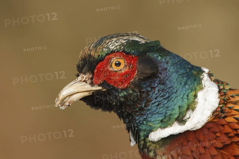 Common Pheasant (Phasianus colchicus) male, Utrecht, Netherlands