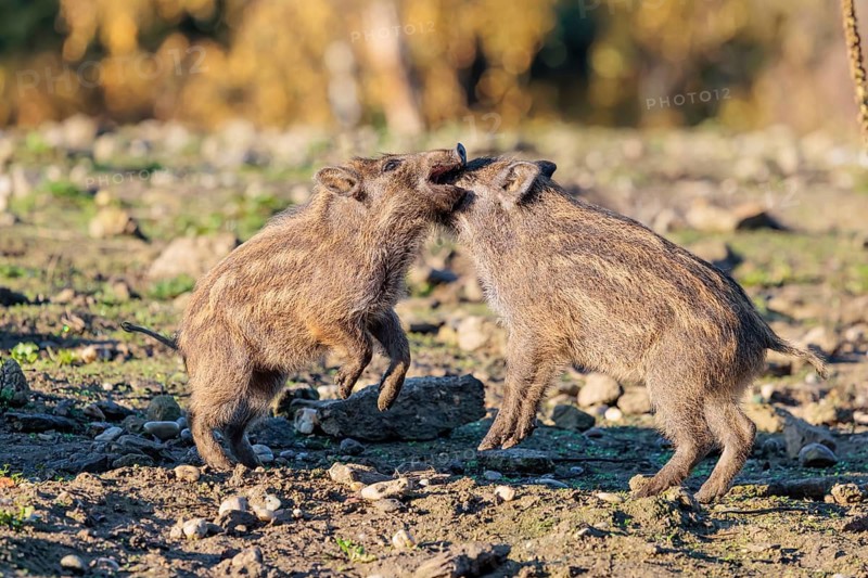 Two young wild boars (Sus scrofa) are fighting fiercely in the early morning light in a clearing. Bavaria, Germany