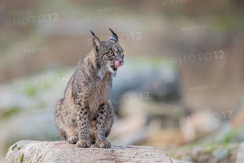 Lynx pardinus, on stone, tongue visible, Andalusia, Spain