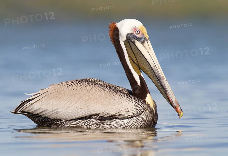 Brown Pelican (Pelecanus occidentalis), Florida, USA