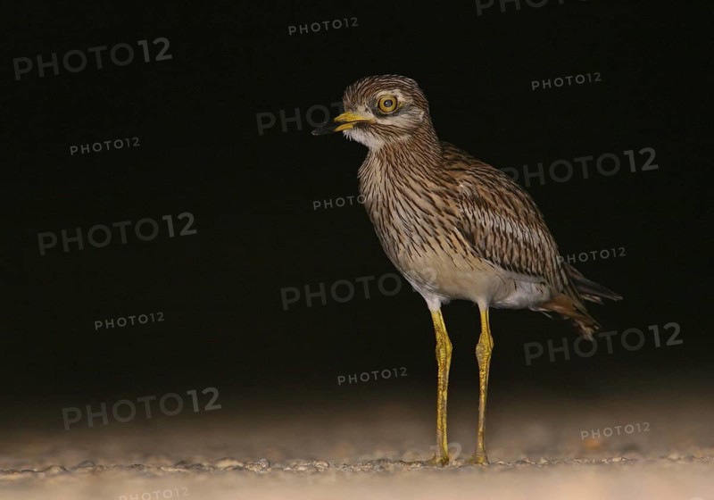 Eurasian Stone-curlew (Burhinus oedicnemus), Vila Franca de Xira, Portugal