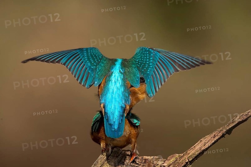 Common Kingfisher (Alcedo atthis) pair mating, Saxony-Anhalt, Germany