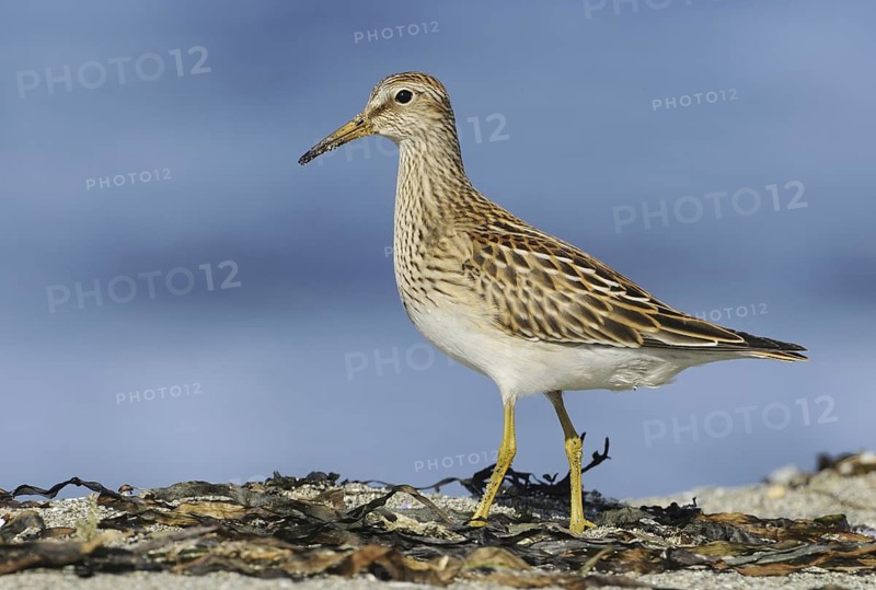 Pectoral Sandpiper (Calidris melanotos), British Columbia, Canada