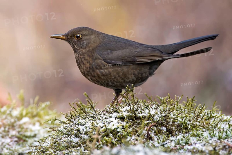 Common Blackbird (Turdus merula) female, Saxony-Anhalt, Germany