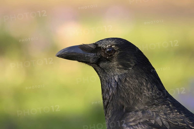 Carrion Crow (Corvus corone), North Rhine-Westphalia, Germany