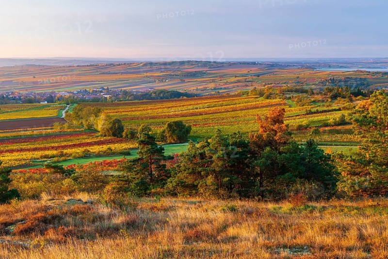 Vineyards at sunrise in Retz, Lower Austria