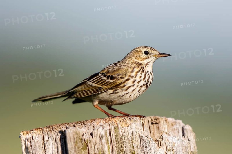 Meadow Pipit (Anthus pratensis) perched on pale, North Rhine-Westphalia, Germany