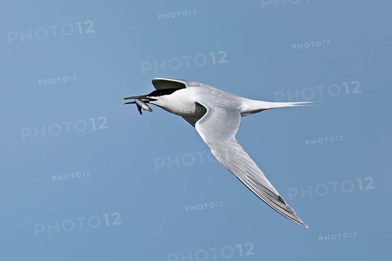 Sandwich tern (Sterna sandvicensis) in flight with fish in its beak, Texel, West Frisian Islands, province of North Holland, Netherlands