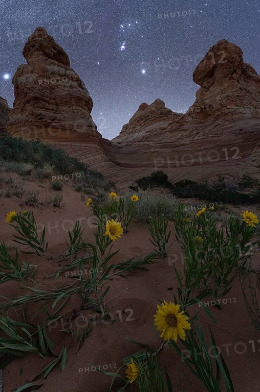 Stunning night sky filled with stars over Coyote Buttes in the Paria Canyon-Vermilion Cliffs Wilderness, Arizona, USA. The foreground features vibrant desert sunflowers (Geraea canescens) under a clear spring night