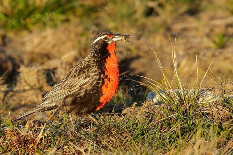 Long-tailed Meadowlark (Sturnella loyca) perched on the ground in the Falkland Islands