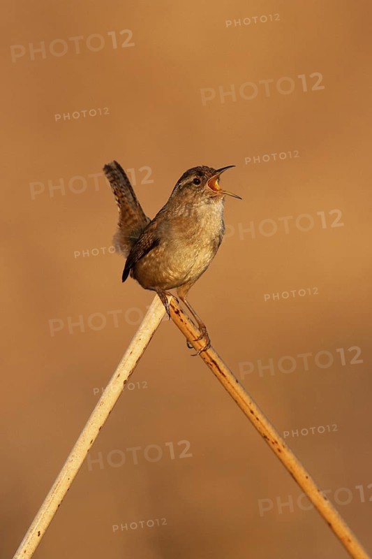Marsh Wren (Cistothorus palustris) singing, British Columbia, Canada