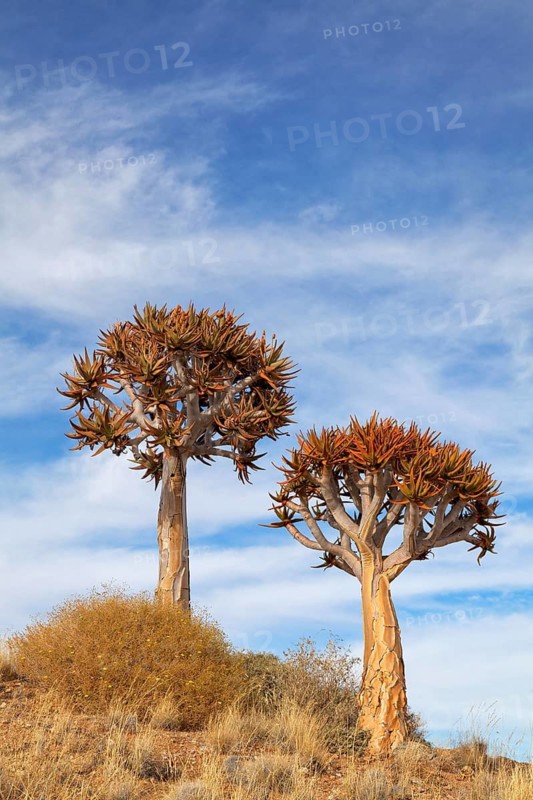 Quiver trees, Namibia
