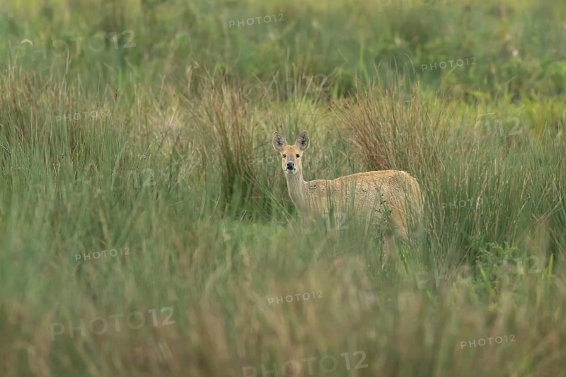 Chinese water deer (Hydropotes inermis) adult animal amongst grass in a marshland, England, United Kingdom